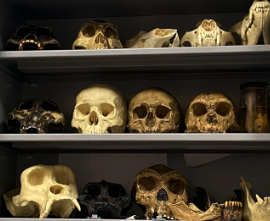 A collection of skulls: the skulls range from human ancestors to wildlife. 